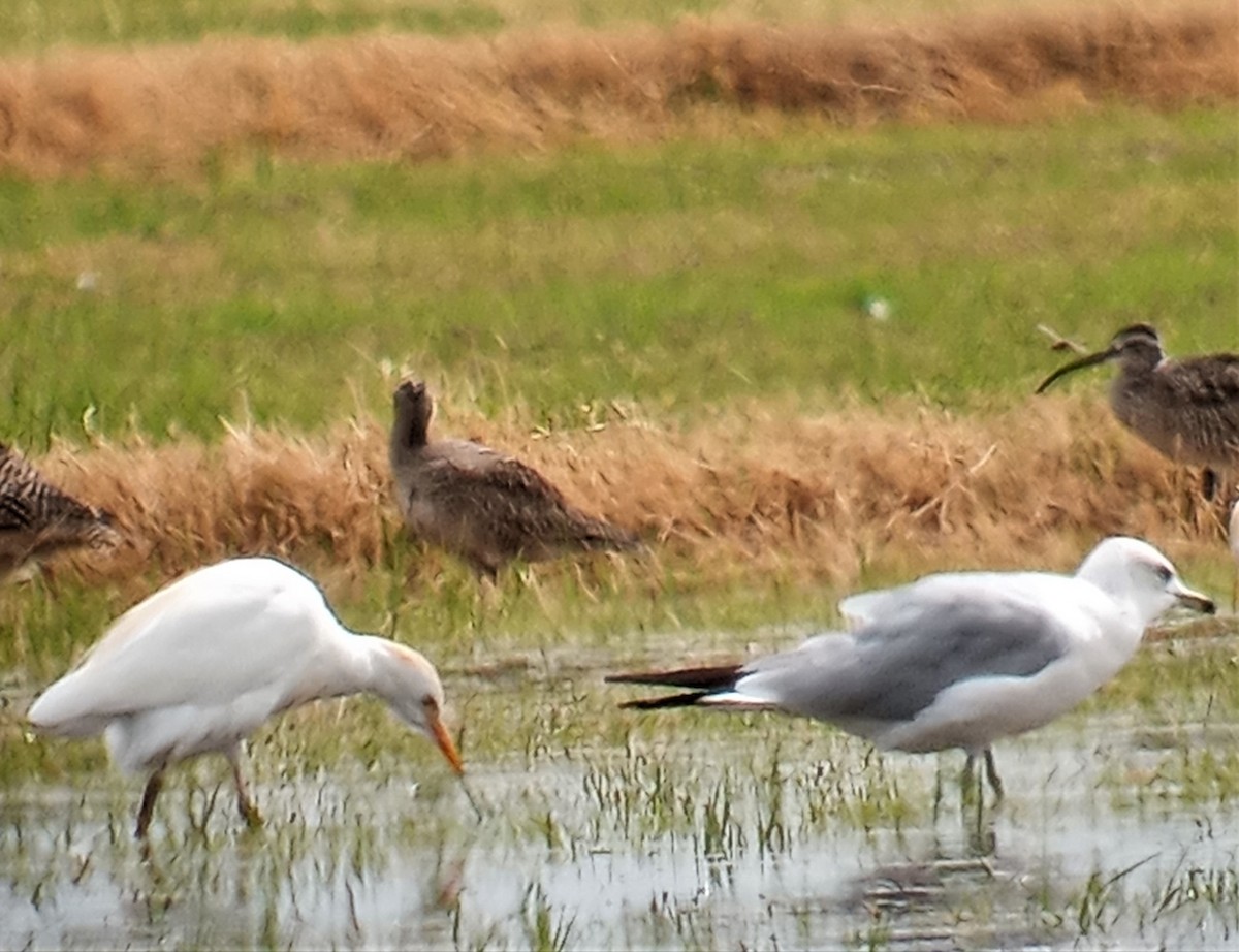 Hudsonian Whimbrel - ML545193811