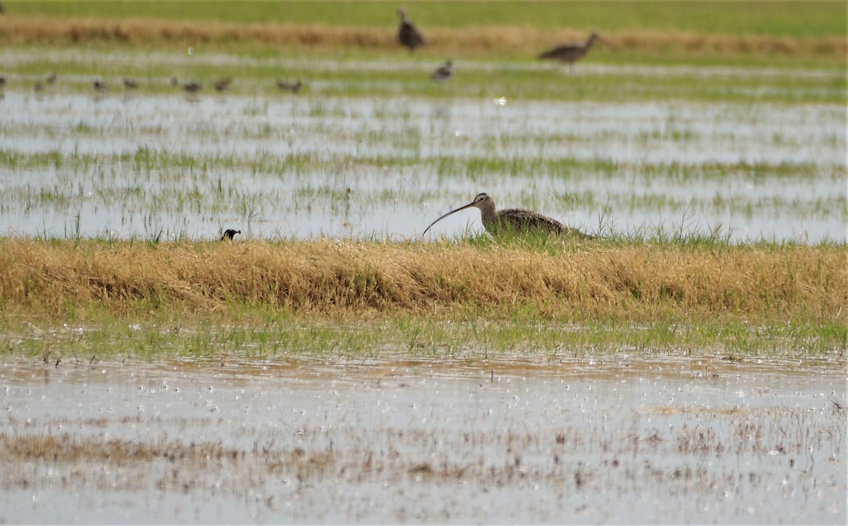 koliha americká - ML545194071