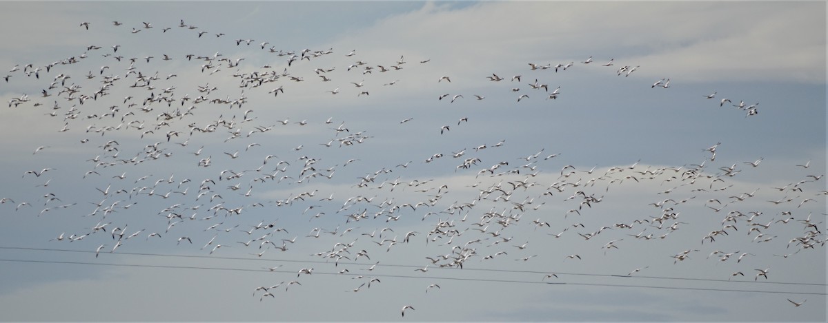 Snow Goose - Coen Dexter