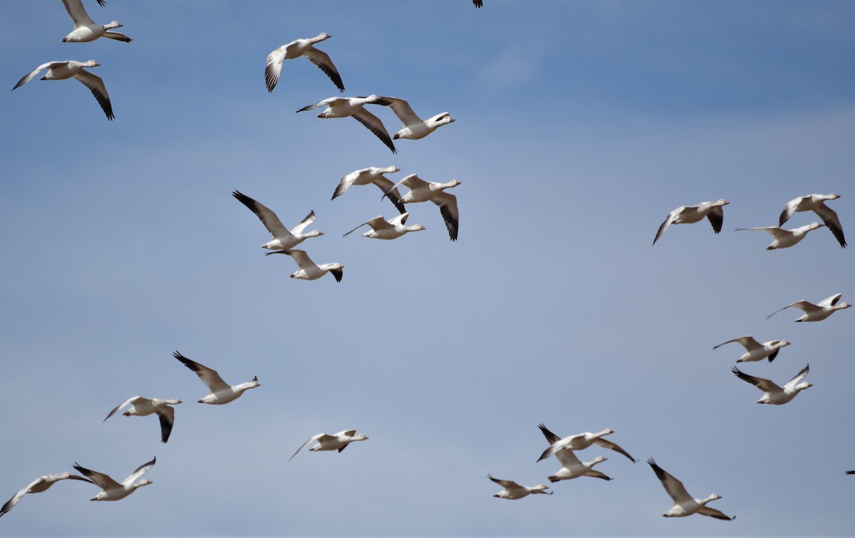 Snow Goose - ML545194751