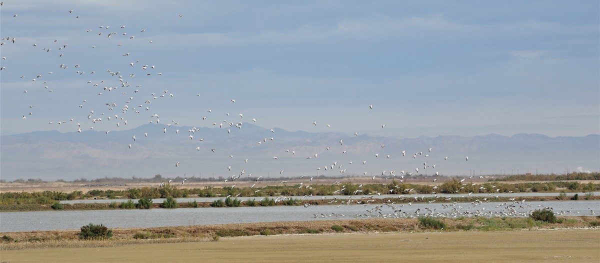 Snow Goose - Coen Dexter