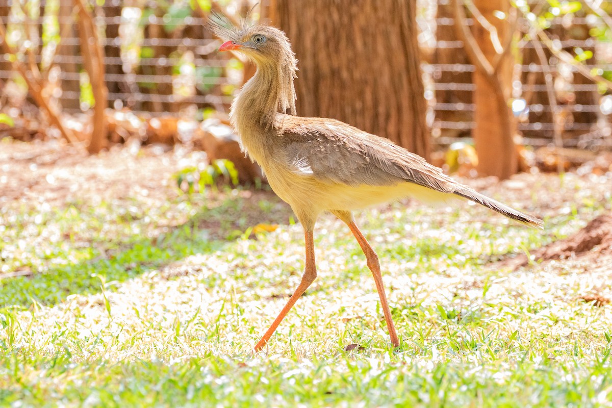 Red-legged Seriema - ML545194871