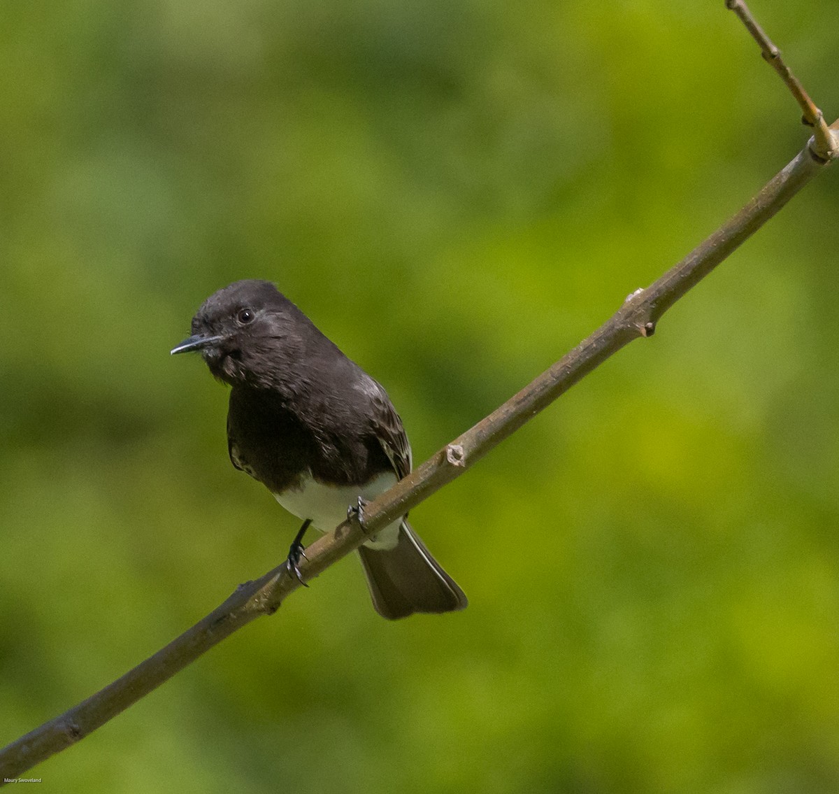 Black Phoebe - ML545195551