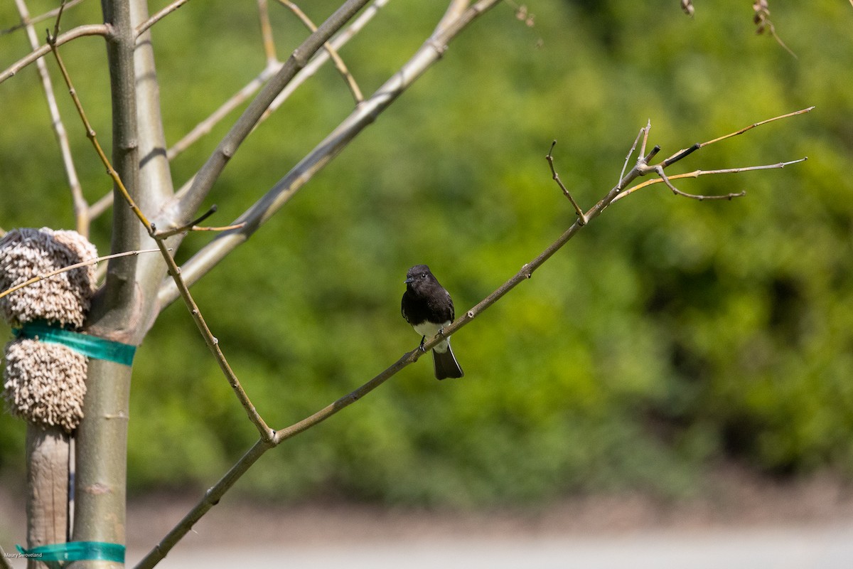 Black Phoebe - Maury Swoveland