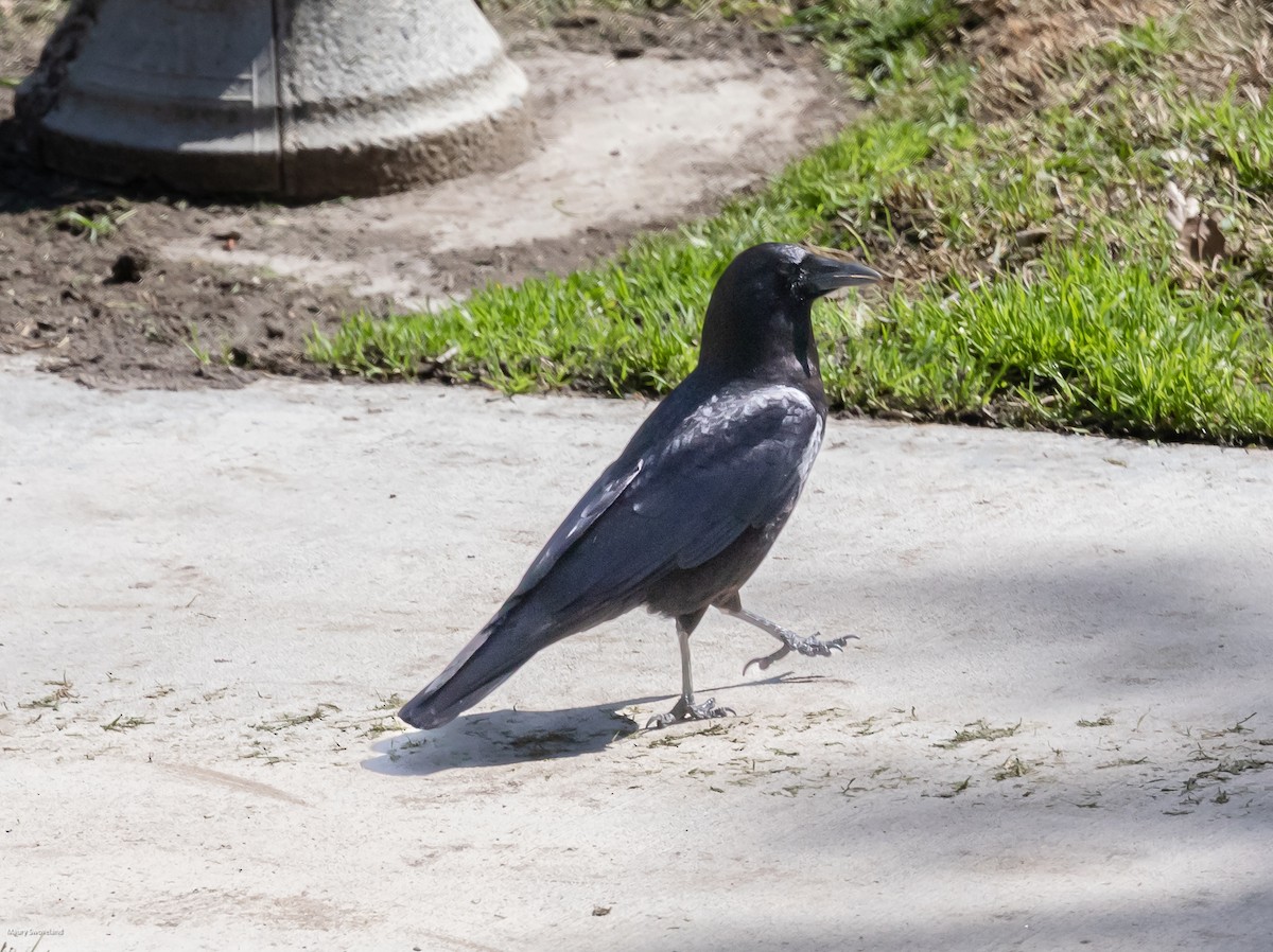 American Crow - ML545195581