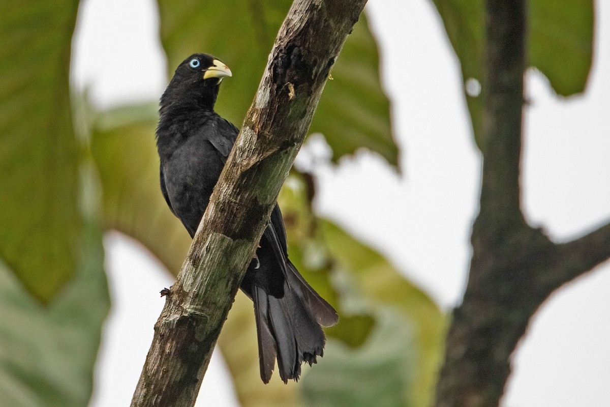 Scarlet-rumped Cacique (Pacific) - ML545195691