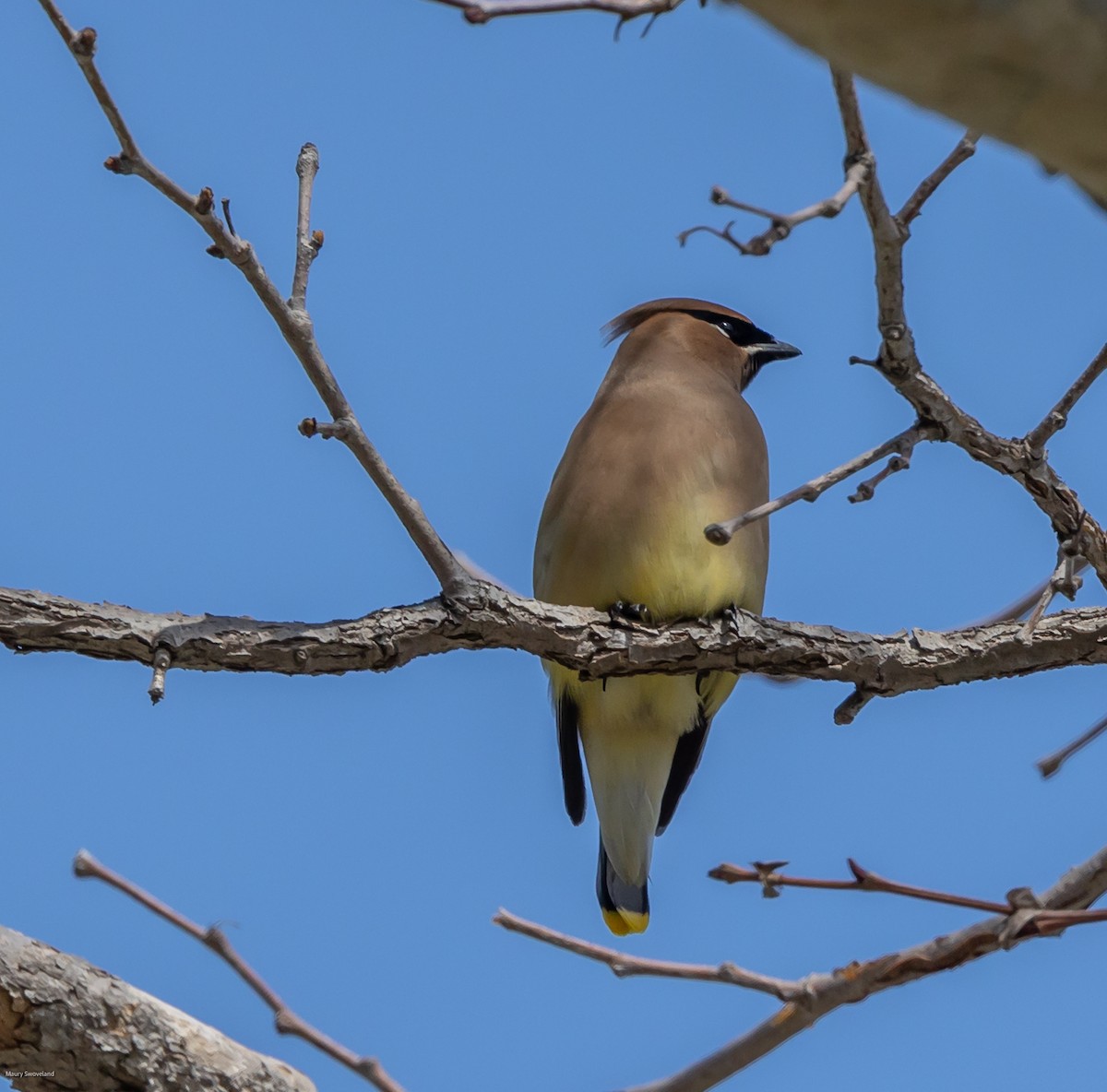 Cedar Waxwing - ML545195701