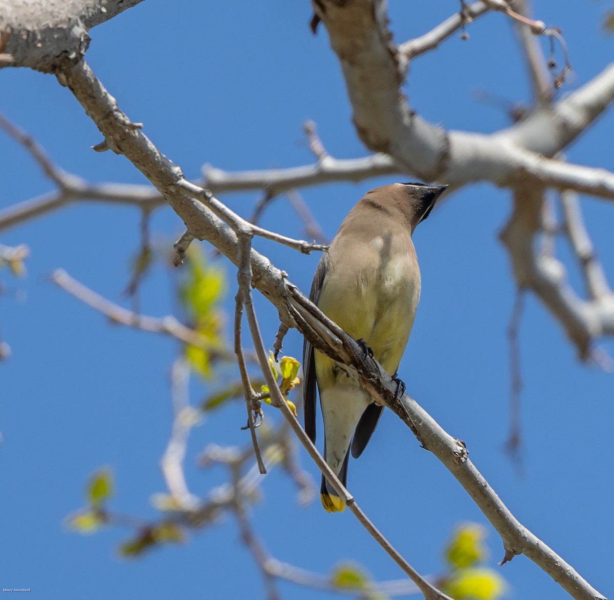Cedar Waxwing - ML545195711
