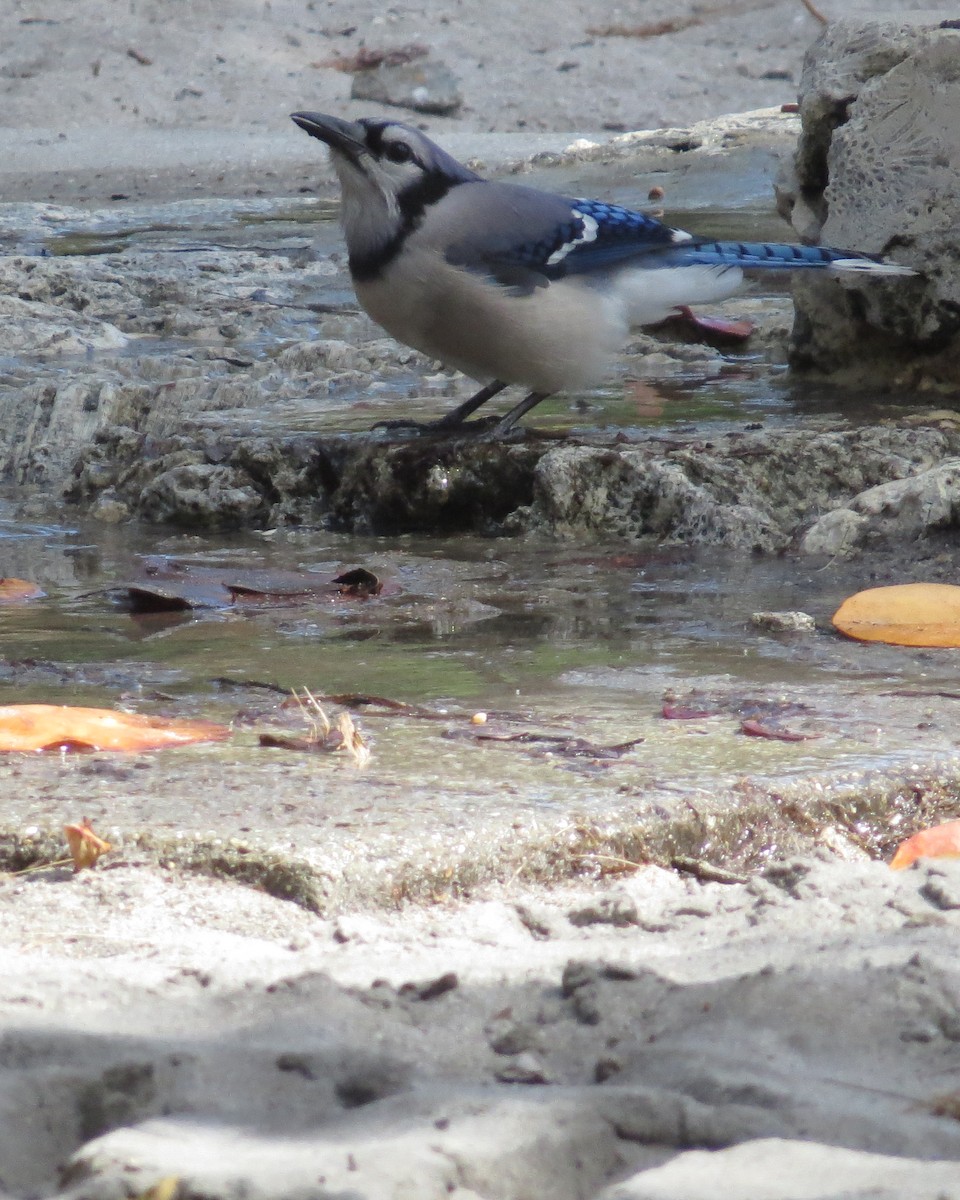 Blue Jay - Donald Fraser