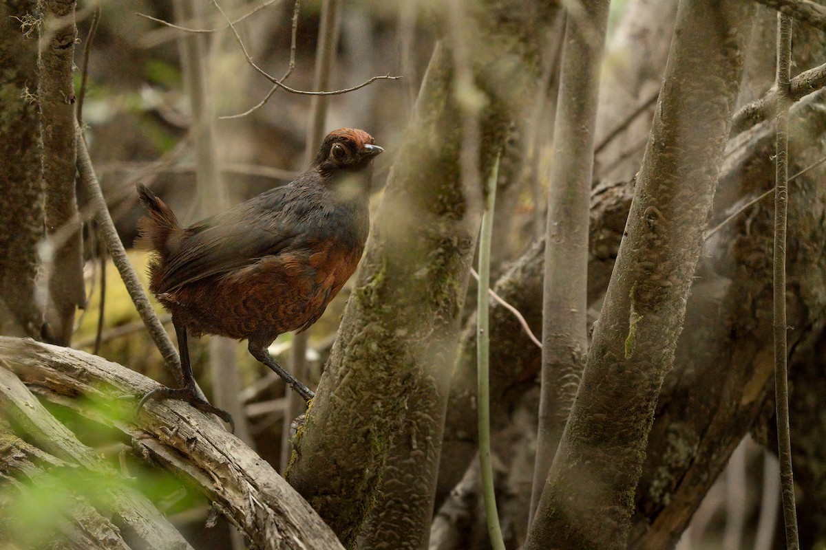 Black-throated Huet-huet - Jorge Claudio Schlemmer