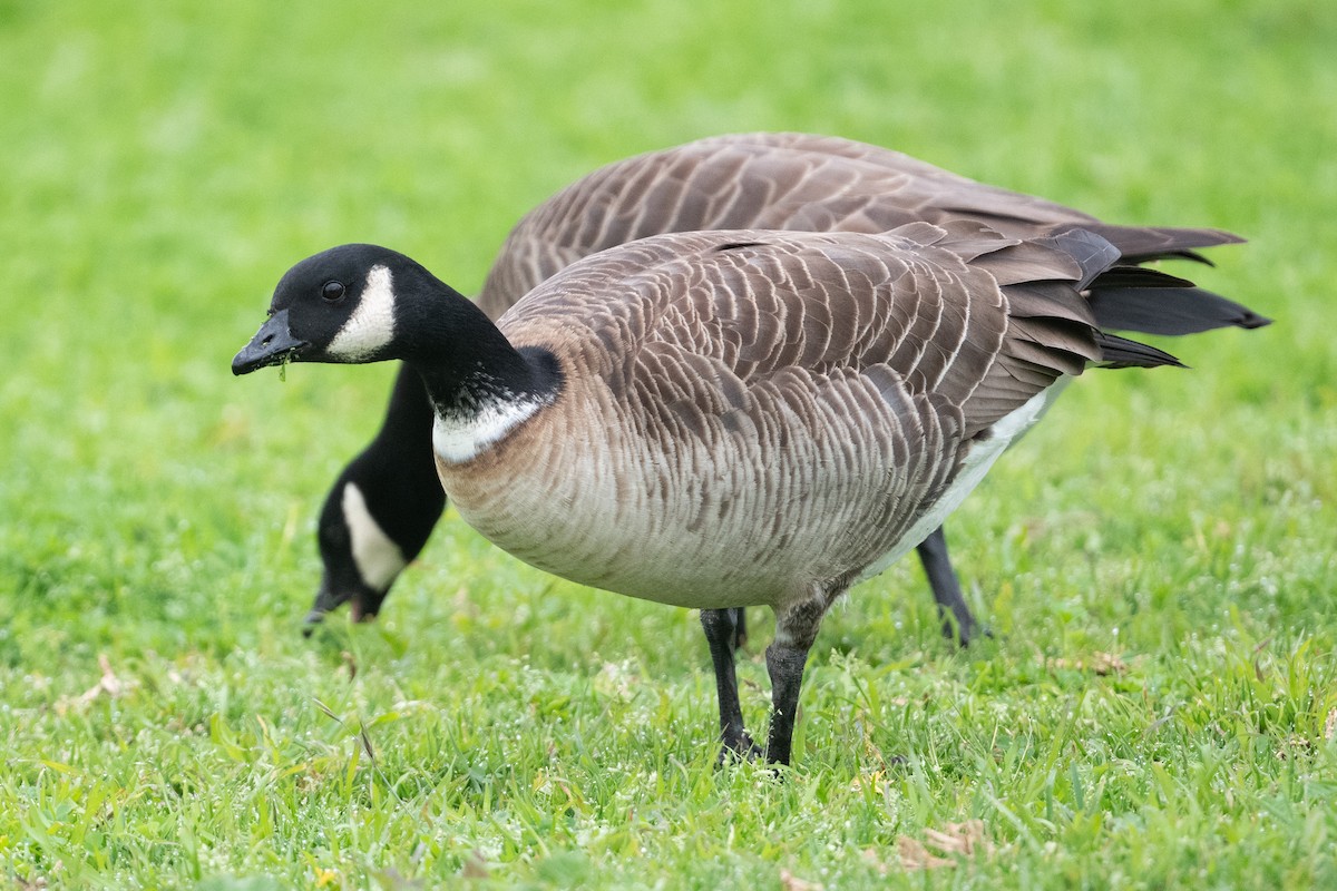 Cackling Goose (Aleutian) - Cynthia  Case