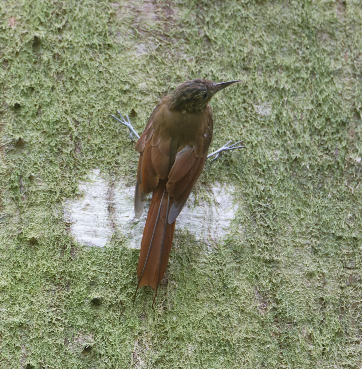 Long-tailed Woodcreeper - Jeisson Figueroa Sandi