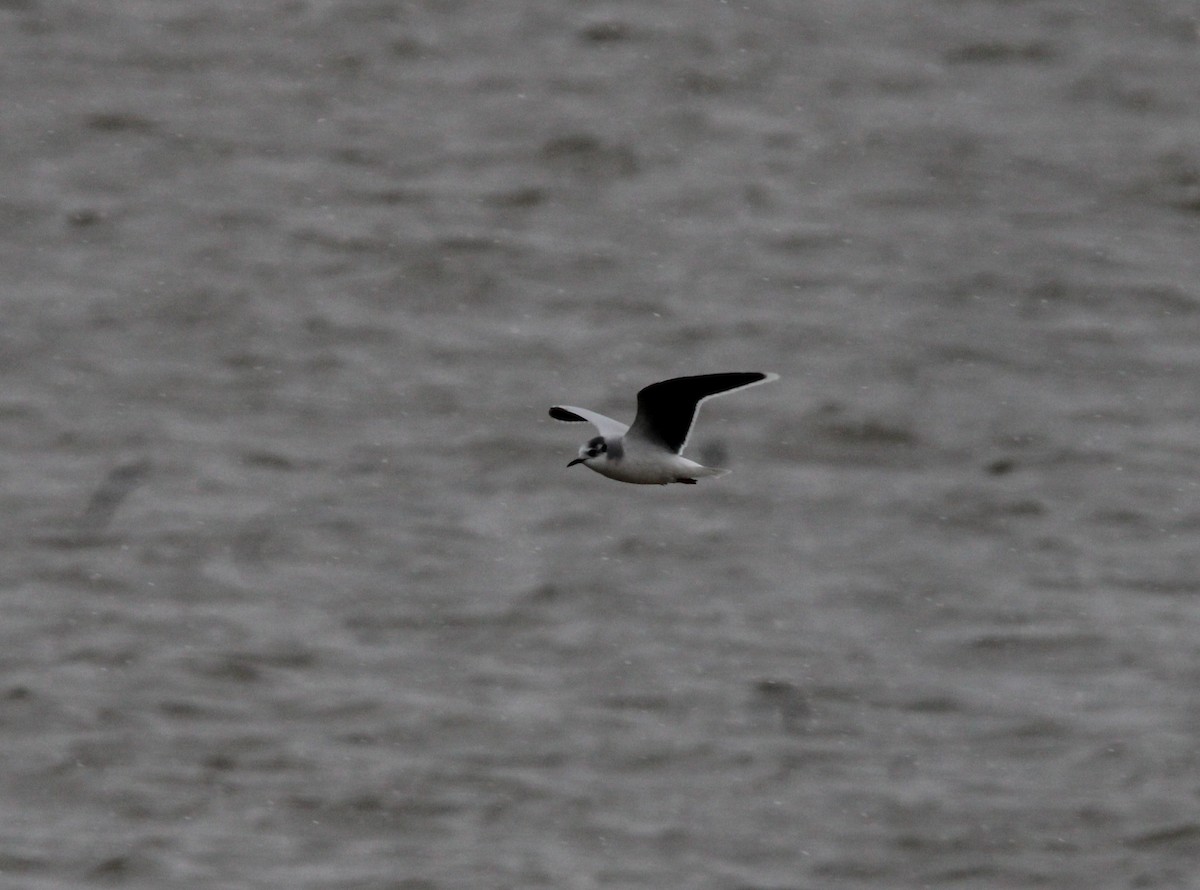 Little Gull - ML545199951