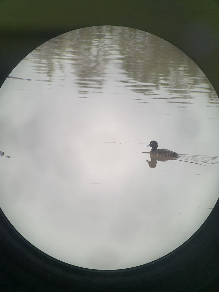 Tufted Duck - ML545200041