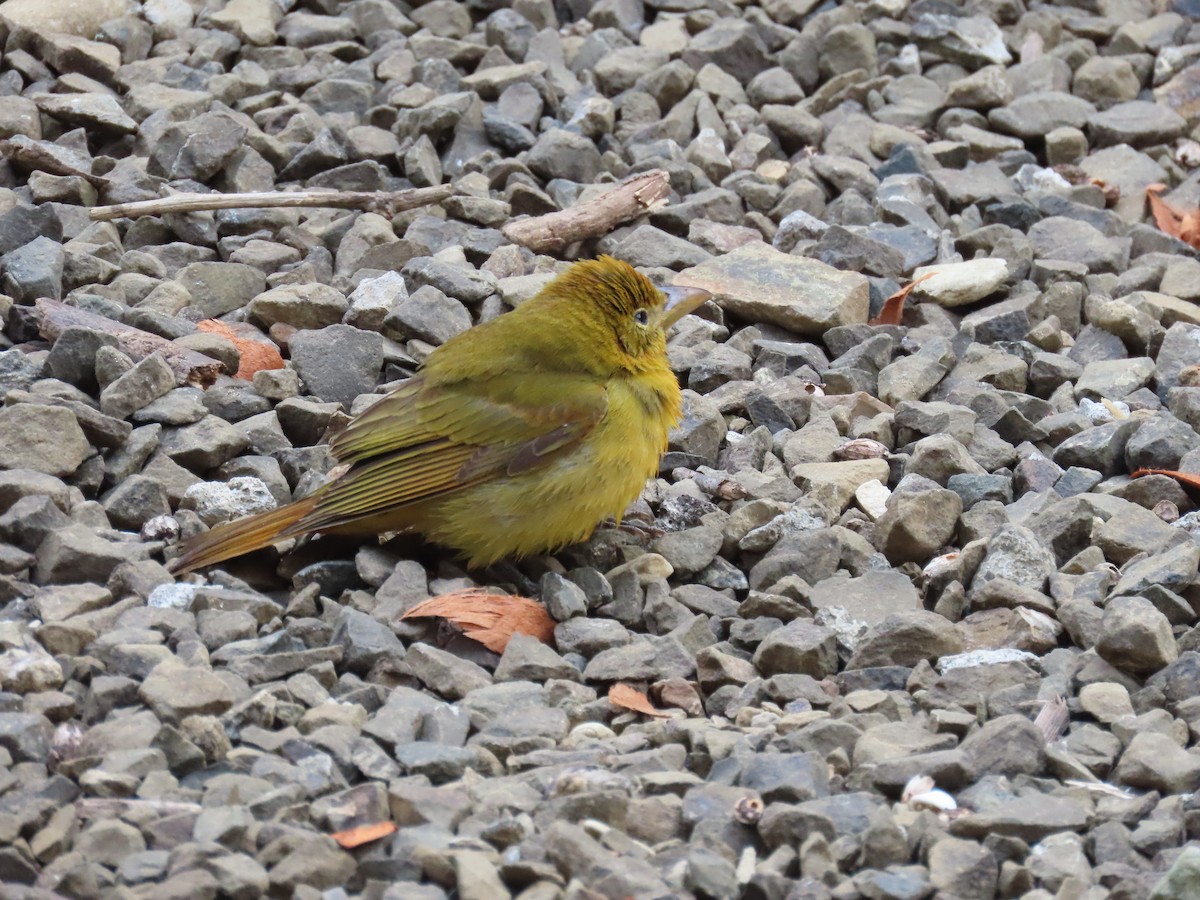 Summer Tanager - ML545202501