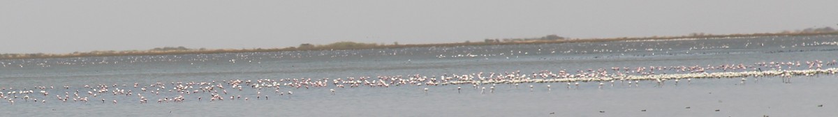 Greater Flamingo - ML54520281