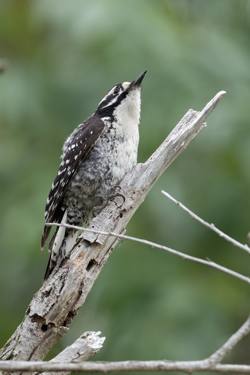 Nuttall's Woodpecker - ML545202831