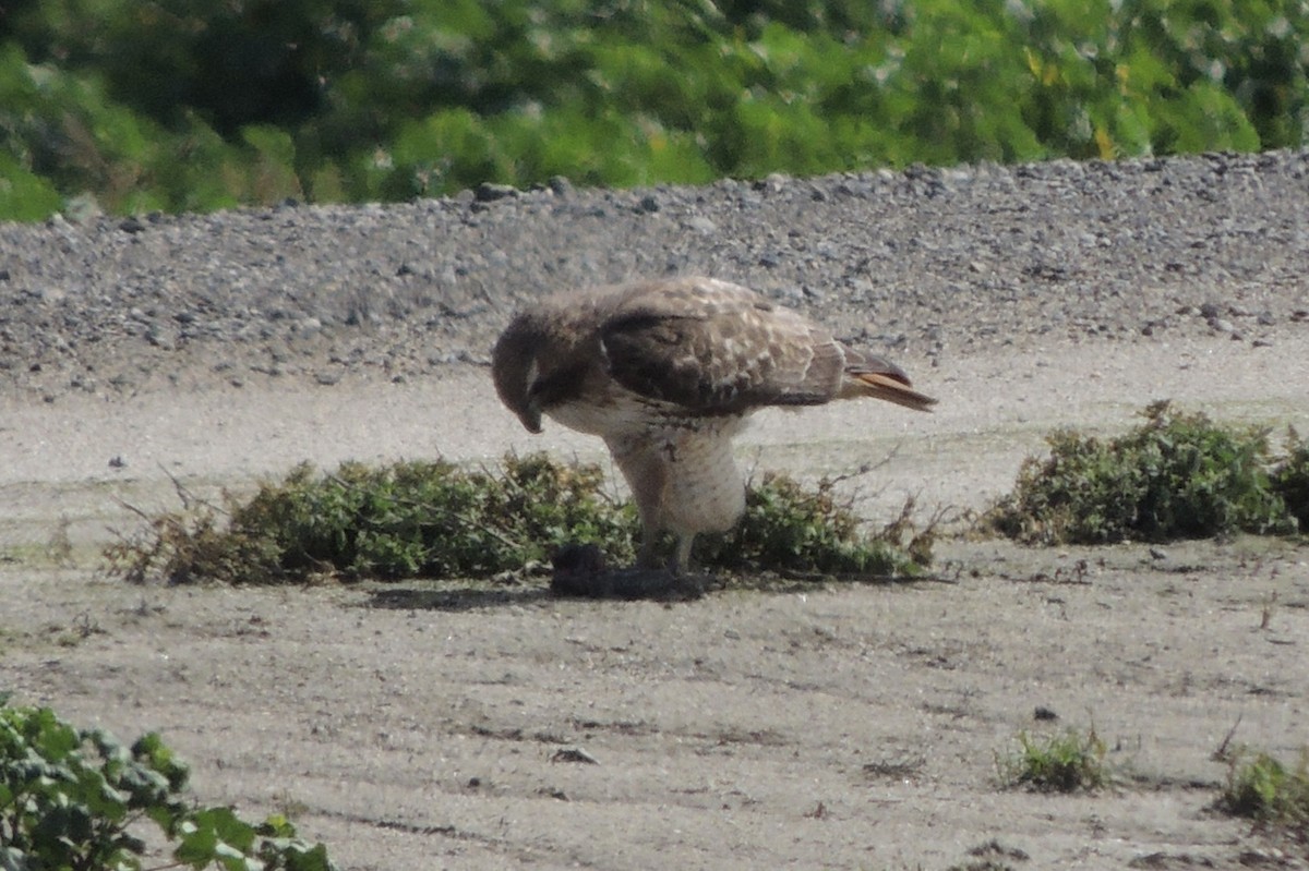 Red-tailed Hawk - ML545203461