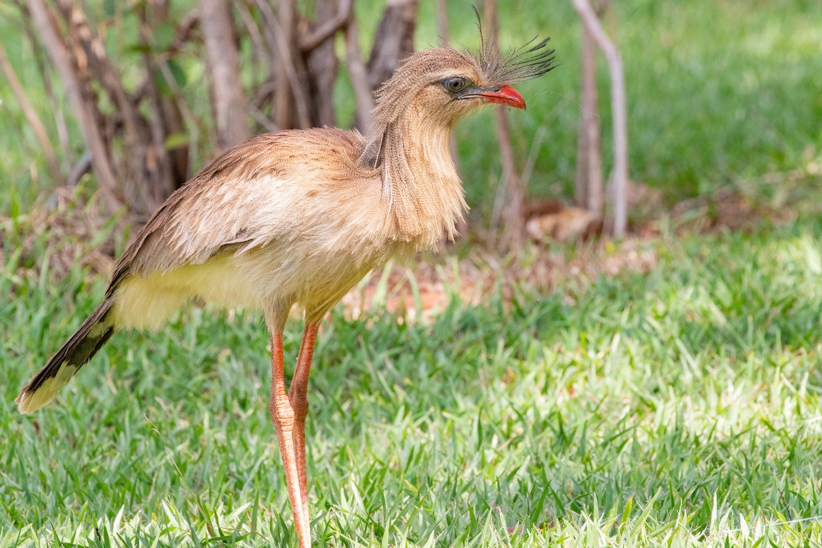 Red-legged Seriema - ML545203621