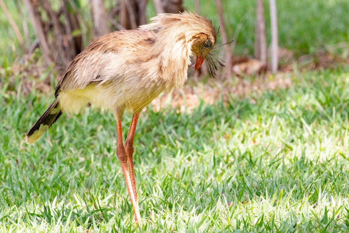 Red-legged Seriema - Sue Wright