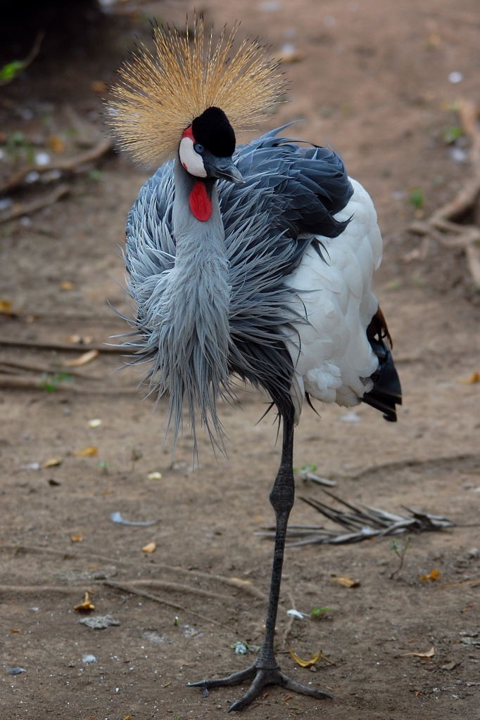 Gray Crowned-Crane - ML545204541