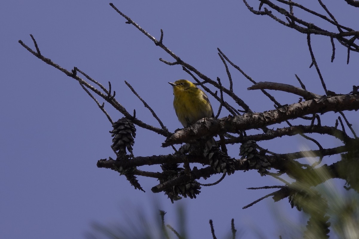 Pine Warbler - ML545206721