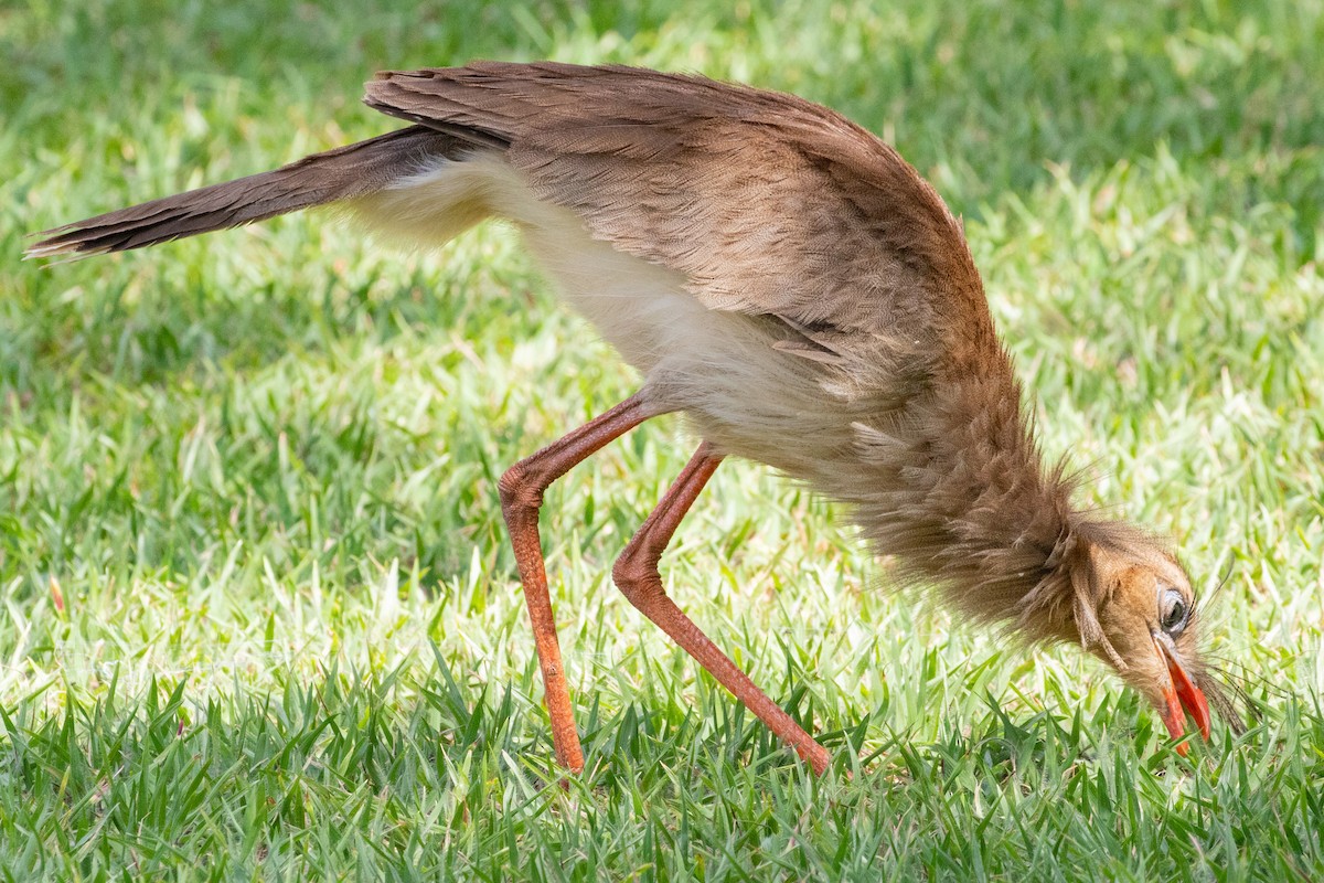 Red-legged Seriema - ML545206781