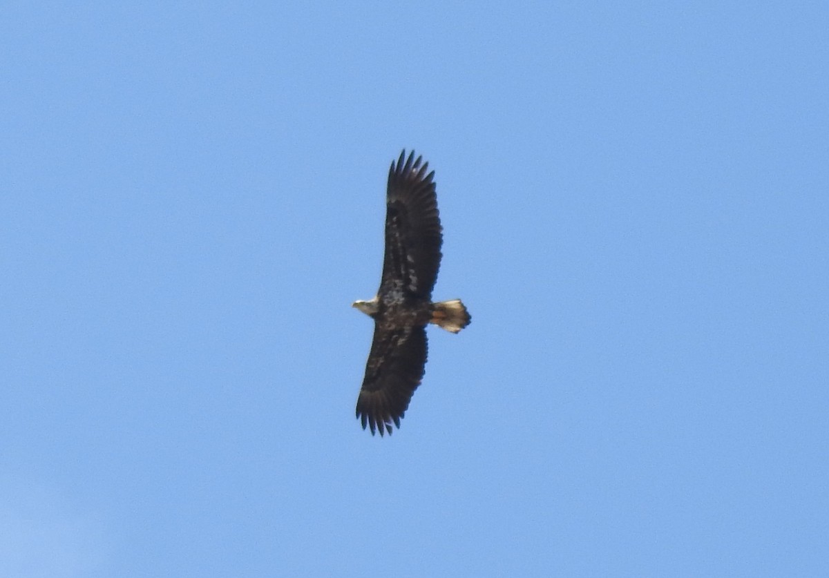 Bald Eagle - Chris Dean