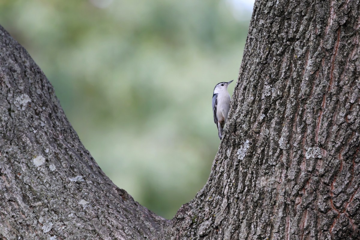 White-breasted Nuthatch - ML545209001