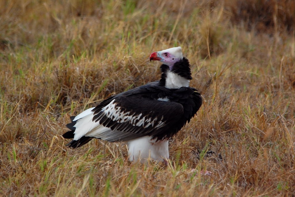 White-headed Vulture - James Dennett