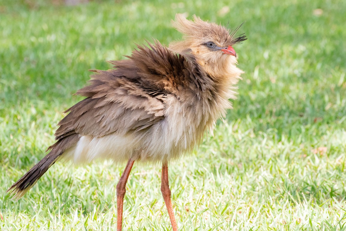 Red-legged Seriema - ML545209261