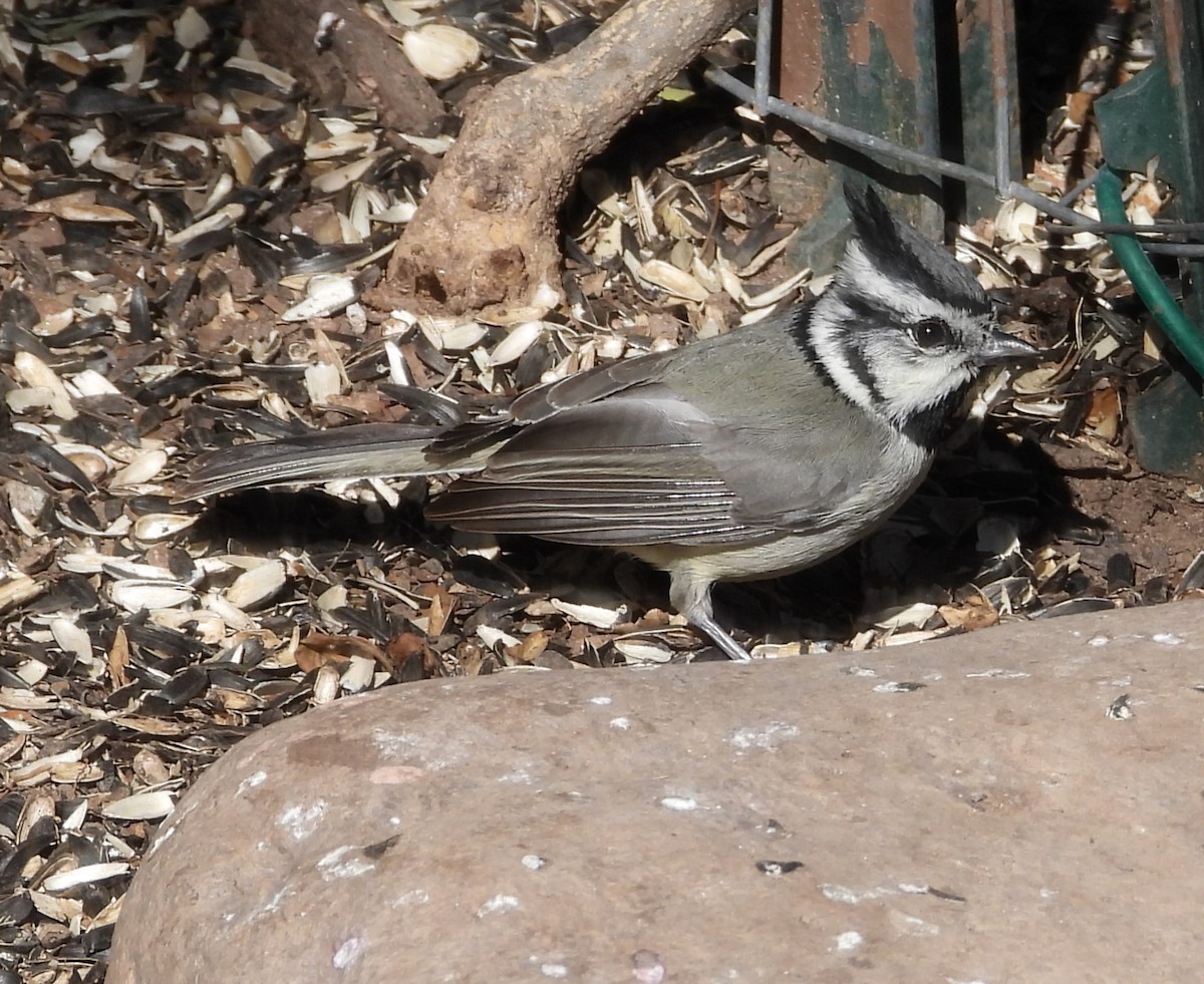 Bridled Titmouse - ML545209731