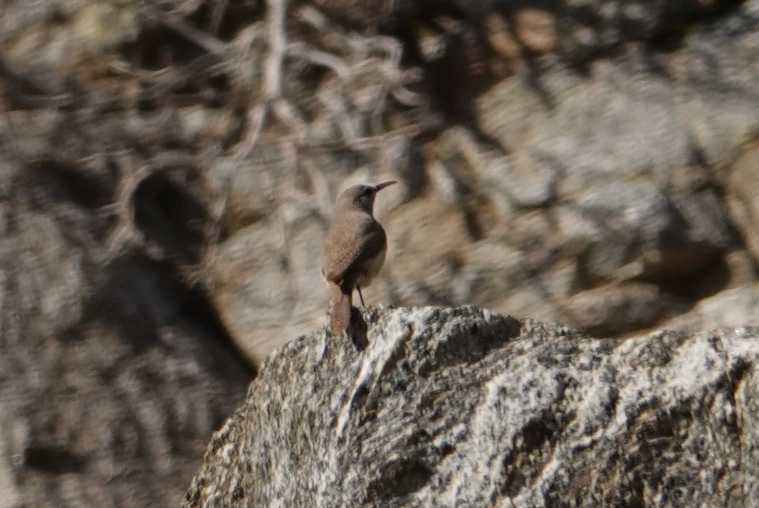 Rock Wren - ML545210311