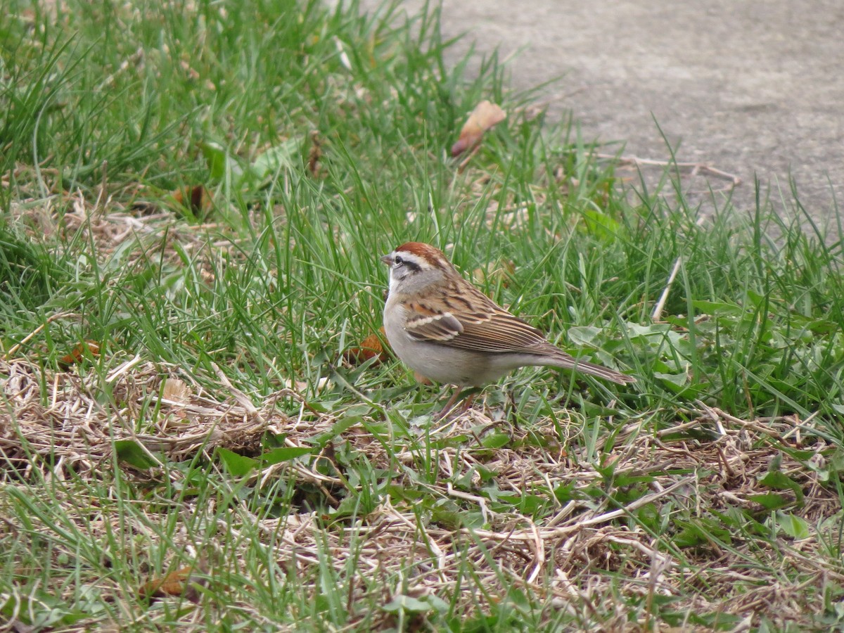 Chipping Sparrow - ML54521051