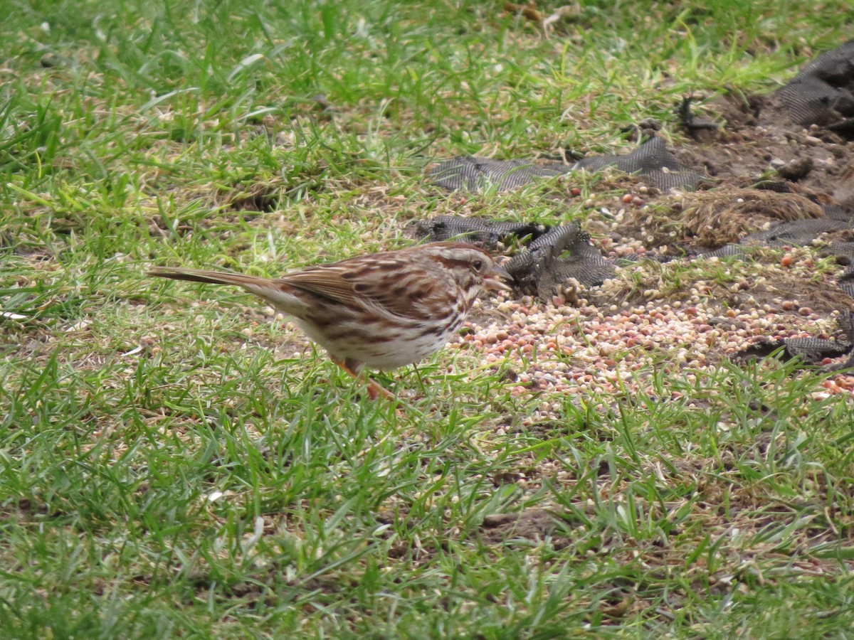 Song Sparrow - ML54521071