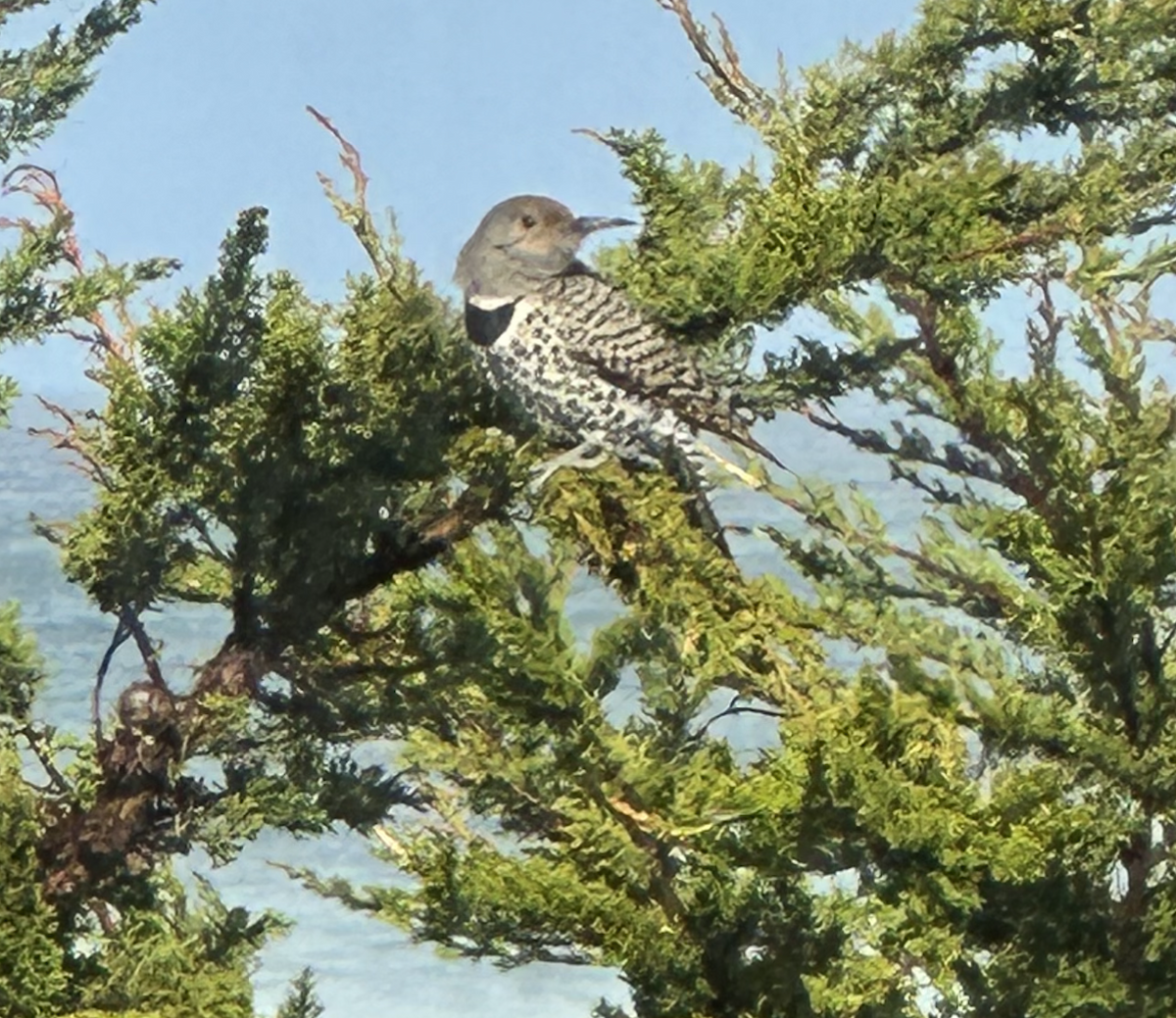 Northern Flicker (Yellow-shafted) - ML545211411