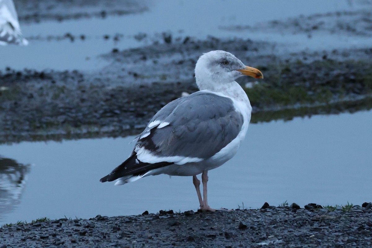 Goéland d'Audubon - ML545212301