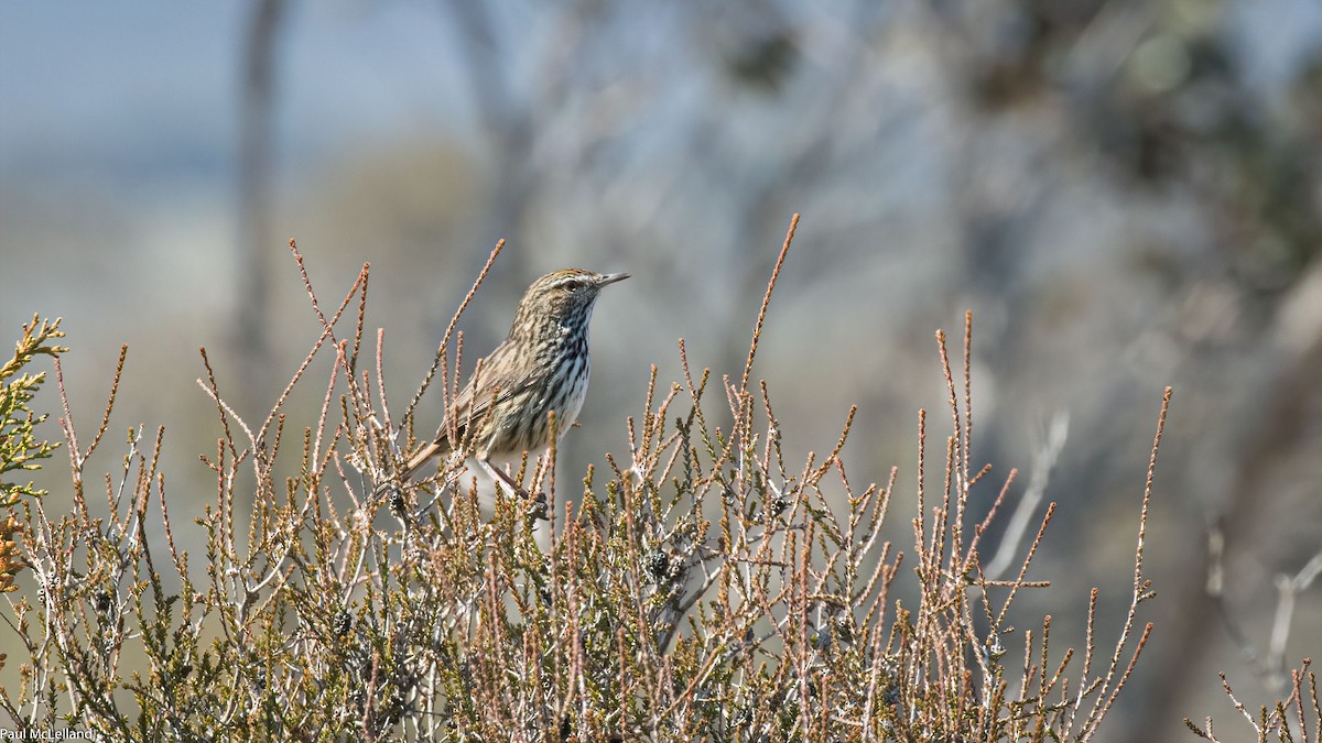 Western Fieldwren - ML545212651