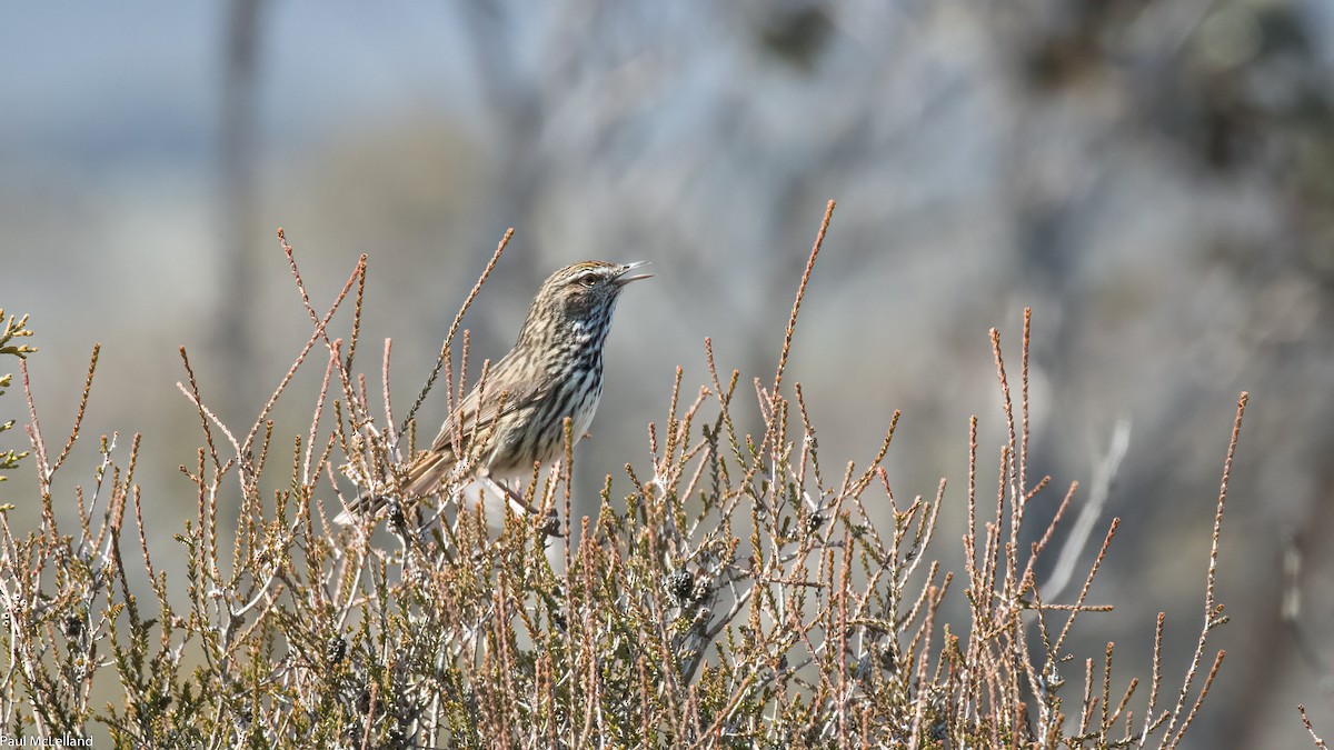 Western Fieldwren - ML545212671