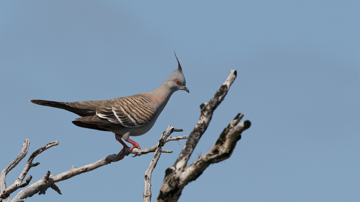 Crested Pigeon - ML545213011