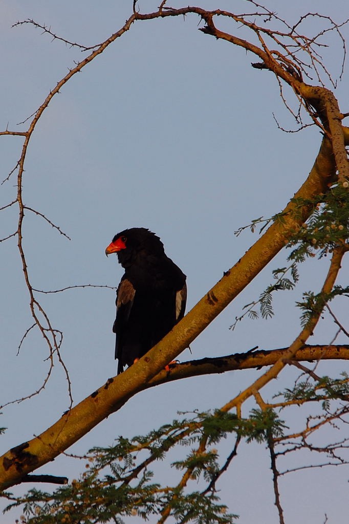 Bateleur - ML545214081