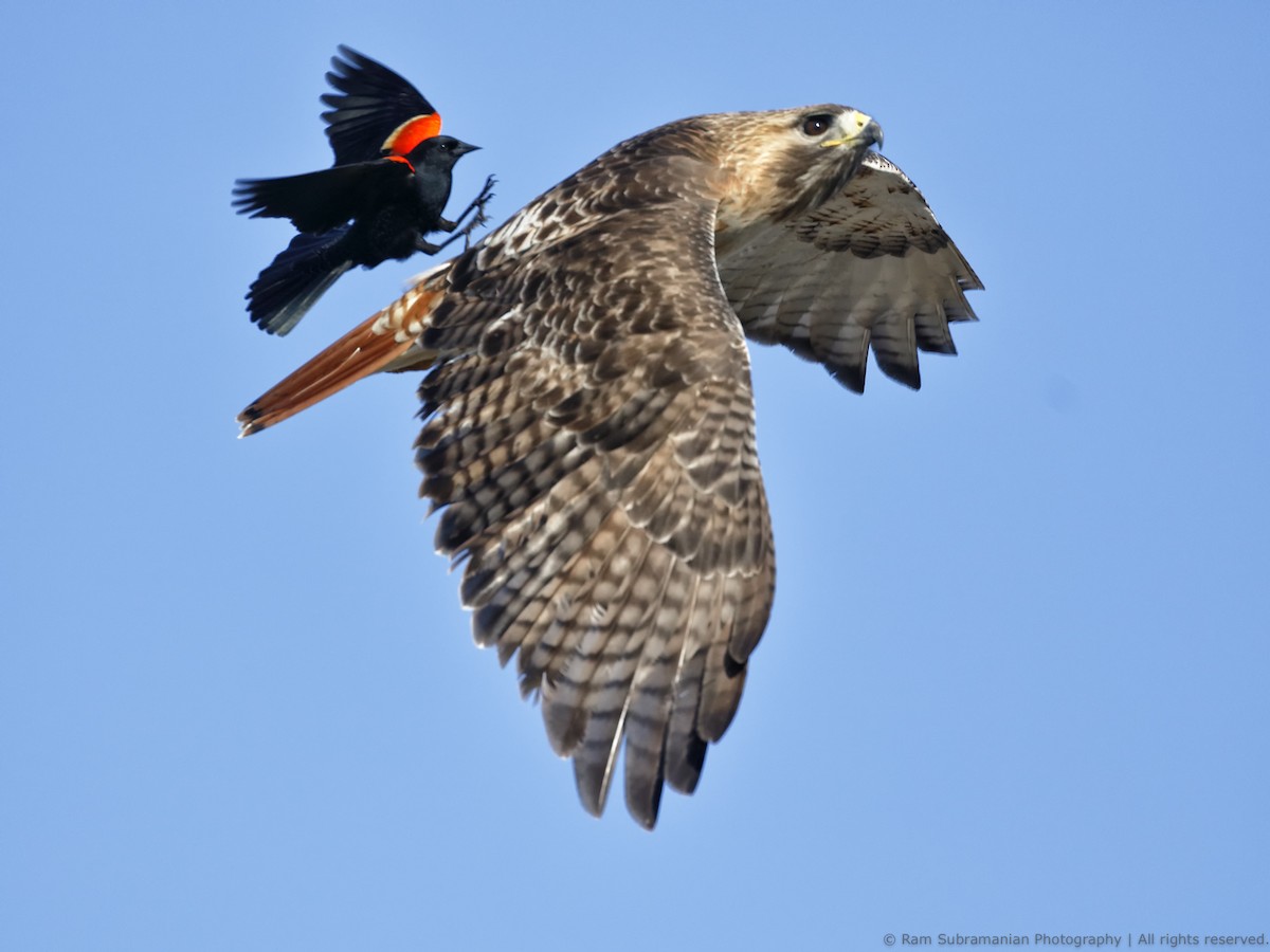 Red-tailed Hawk - Ram Subramanian