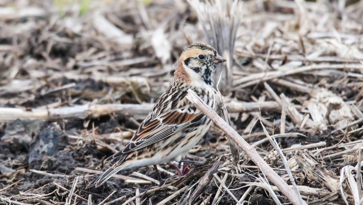 Lapland Longspur - Walter Parker