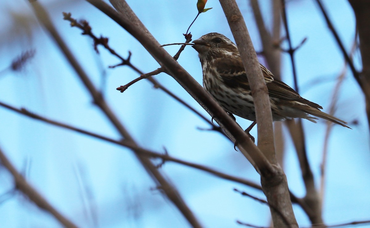 Purple Finch (Eastern) - ML545216851