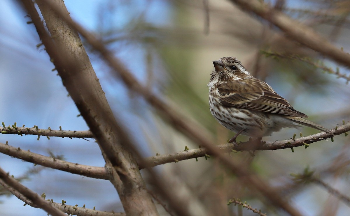 Purple Finch (Eastern) - ML545217301