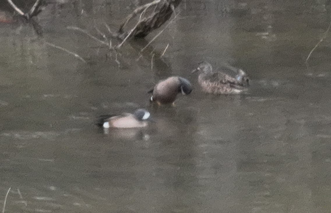 Blue-winged Teal - ML545218491