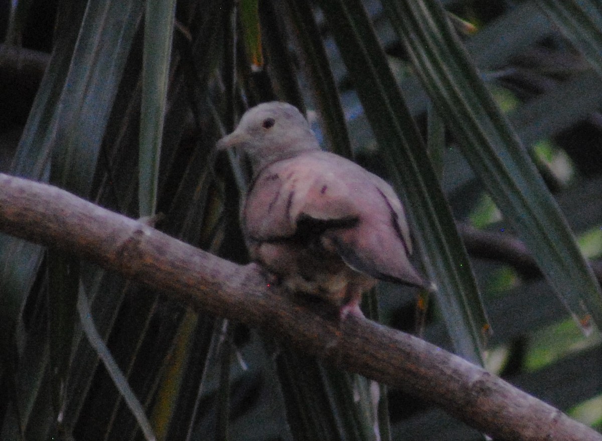 Ruddy Ground Dove - ML545219191