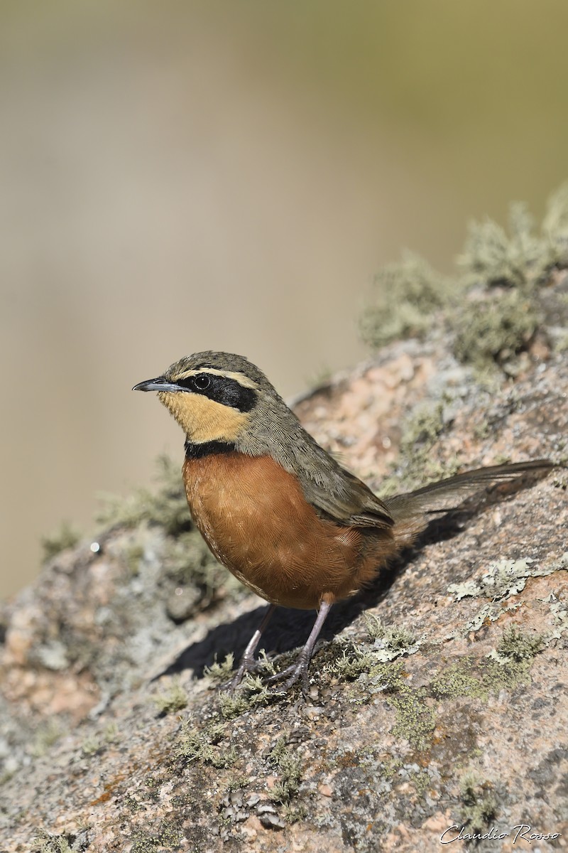 Olive-crowned Crescentchest - Claudio Rosso