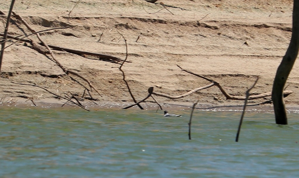 Mouette de Sabine - ML545220811