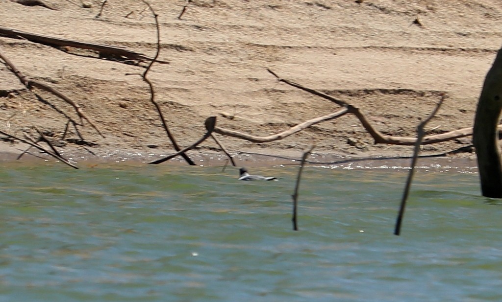 Mouette de Sabine - ML545220821